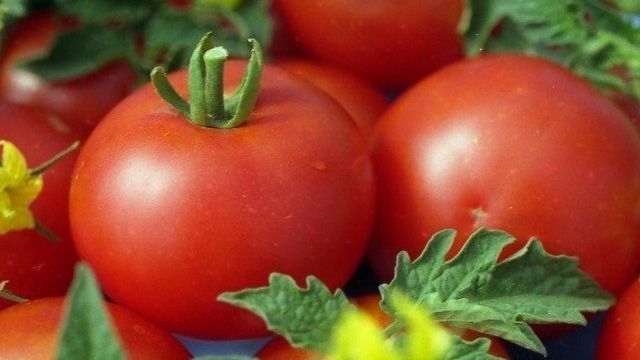 Характеристика томатов сорта Симпатяга, отзывы об их урожайности