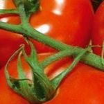 Холодостойкий сорт с ультраранним созреванием — томат Полярный скороспелый