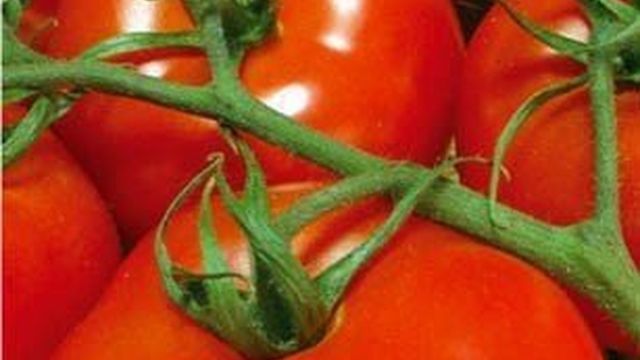 Холодостойкий сорт с ультраранним созреванием — томат Полярный скороспелый