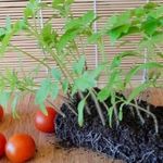 Как вырастить здоровую и крепкую рассаду томатов самостоятельно