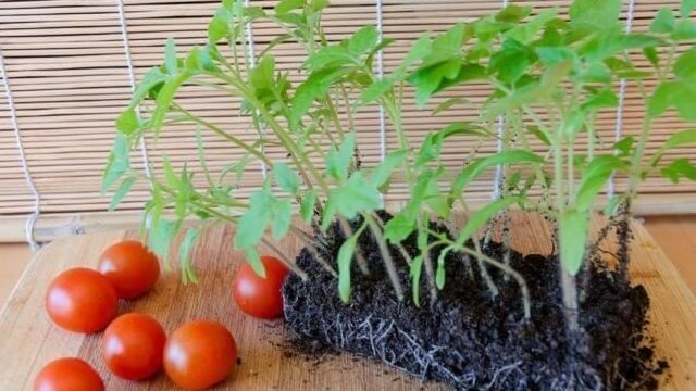 Как вырастить здоровую рассаду помидоров в домашних условиях