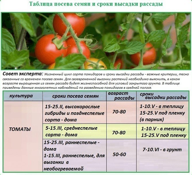 Таблица для выращивания сортов томатов