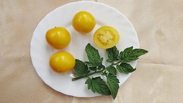 Любительский и качественный сорт томатов — Янтарный 530