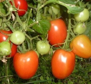 Сорт помидор столыпин