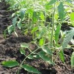 Описание и выращивание томата «Настенька» для открытого грунта
