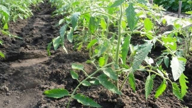 Описание и выращивание томата «Настенька» для открытого грунта