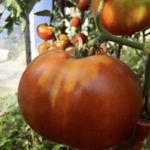 Описание сорта томат Шунтукский великан и его характеристики