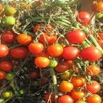 Описание сорта томата Моравское чудо, его характеристики и особенности выращивания