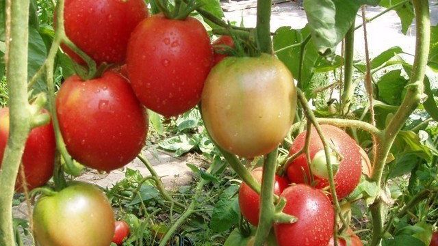Описание сорта томатов “Ожаровский малиновый”