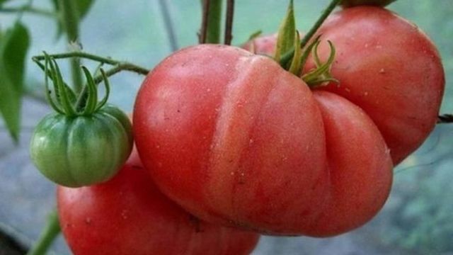 Томат Картофельный малиновый: характеристика и описание, отзывы, фото, сибирский сад