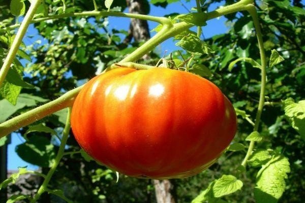 Сорт томата король гигантов