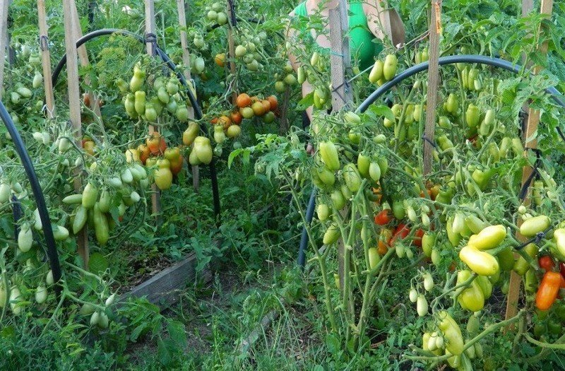 Сорт томатов фляшен