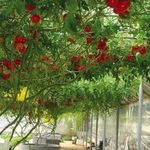 Помидоры Спрут f1: как выращивать в открытом грунте и в теплице