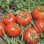 Посадка томатов по методу Галины Кизимы: пример пеленочной технологии для умных лентяев
