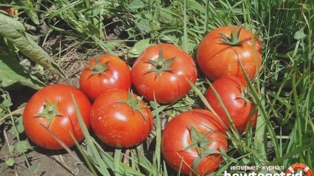 Посадка томатов по методу Галины Кизимы: пример пеленочной технологии для умных лентяев