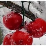Посадка томатов семенами в открытый грунт или теплицу