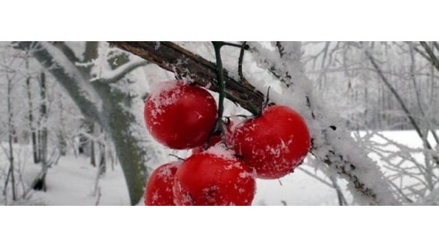 Посадка помидоров на зиму – как правильно садить томаты Видео