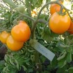 Сорт томатов «Утенок»: описание, характеристика, урожайность, фото и видео