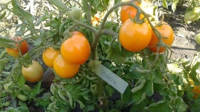 Описание, характеристика, урожайность, фото и видео сорта томатов «Утенок»