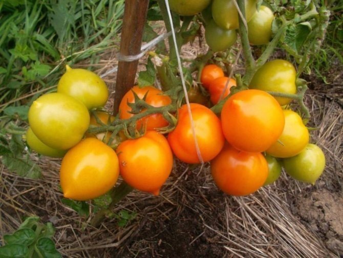 Сорта томатов утенок