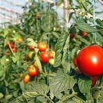 Сорта томатов для открытого грунта для Подмосковья, устойчивые к фитофторе