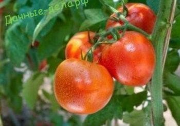 Сорта томатов для теплицы устойчивые к фитофторе в подмосковье