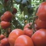 Томат Третьяковский F1 — описание сорта, урожайность, фото и отзывы садоводов
