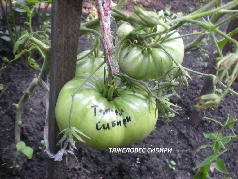 Помидор сорт сибирский тяжеловес