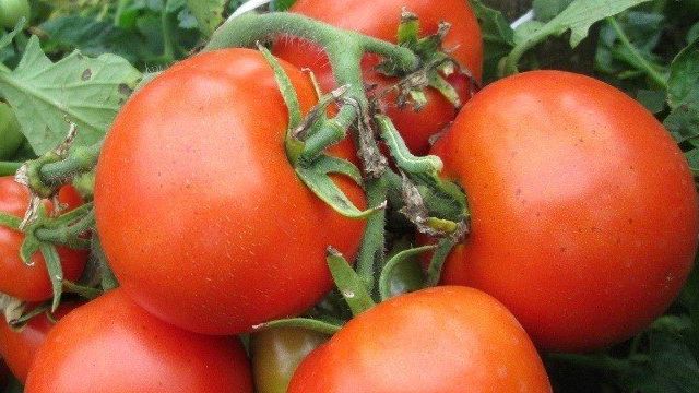 Видимо-невидимо: описание сорта томата, характеристики помидоров, посев