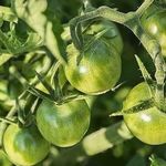 ТОП 10 рецептов, как приготовить икру из зеленых помидоров на зиму в мультиварке и на плите