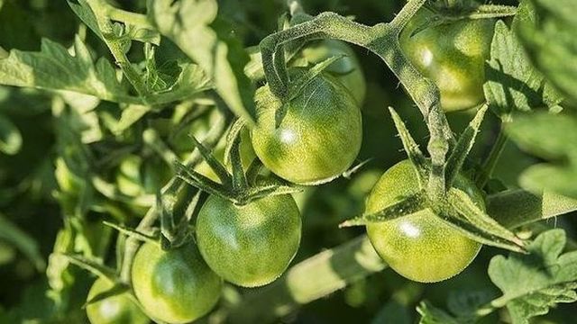 Икра из зеленых помидор: рецепты объедение на зиму с фото и видео