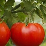 Универсальный, урожайный, скороспелый и так горячо любимый дачниками томат «Сибирское чудо»