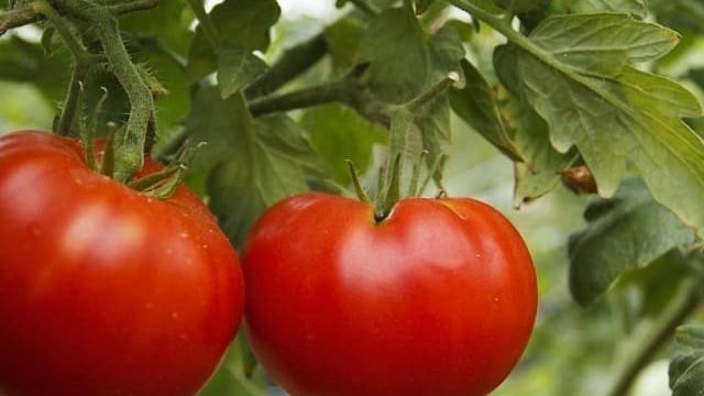Универсальный, урожайный, скороспелый и так горячо любимый дачниками томат «Сибирское чудо»