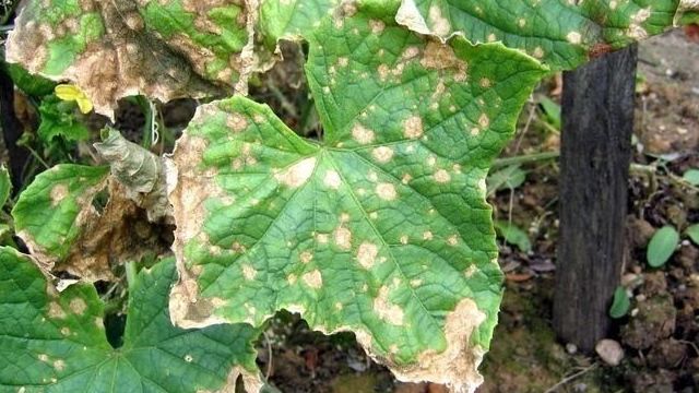 Аскохитоз огурца: меры борьбы, симптомы и причины появления гнили стебля и листвы