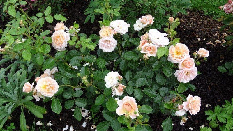 Роза флорибунда лионз роуз густомахровые