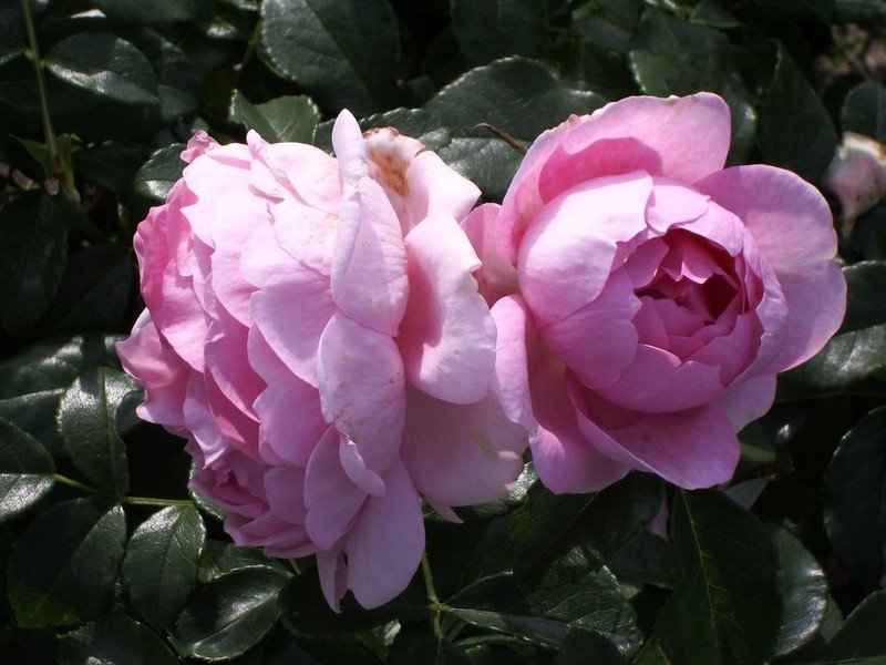 Роза канадская ламберт клосс