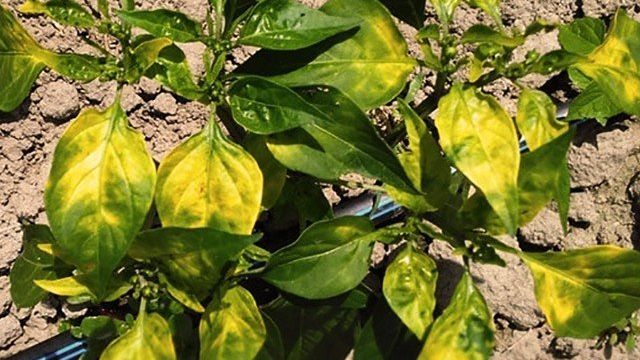 Почему желтеют листья и замедляется рост перца в теплице