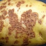 Фитофтора и парша на картофеле