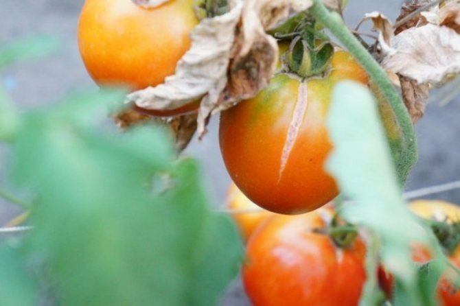 Фузариозное увядание томатов
