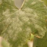 Милдью на винограде: чем лечить растение от опасного заболевания