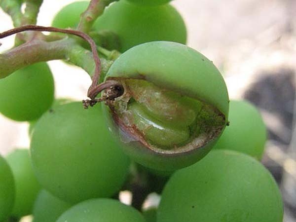 Пятнистый антракноз винограда