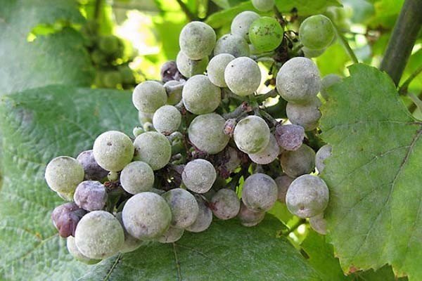 Средство от оидиума винограда