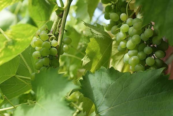Виноград виноград урум