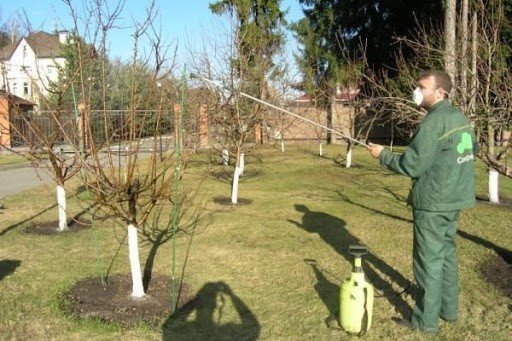 Обработка плодовых деревьев от вредителей