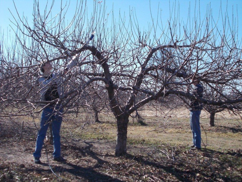 Обрезка плодовых деревьев весной абрикос