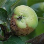 Почему гниют яблоки на дереве и что делать