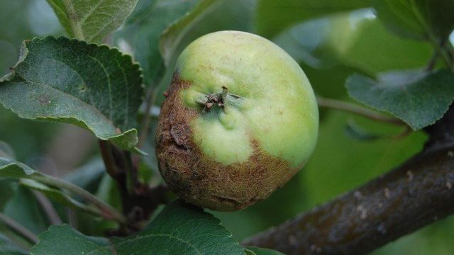 Причины появления гнилых яблок на дереве и как от этого избавиться