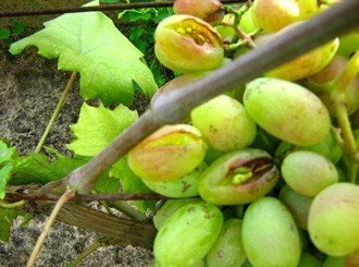 Антракноз виноградного листа