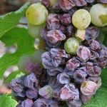 Почему трескаются ягоды винограда в период созревания
