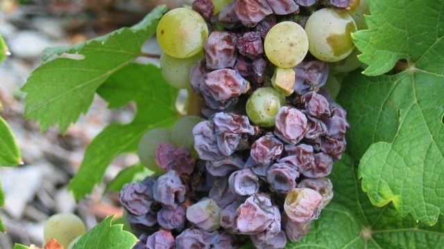 Почему трескаются ягоды винограда в период созревания